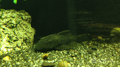 Ancistrus (femmina adulta)