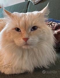 Gatto Siberiano Pedigree per Monta - Testato FIV/F