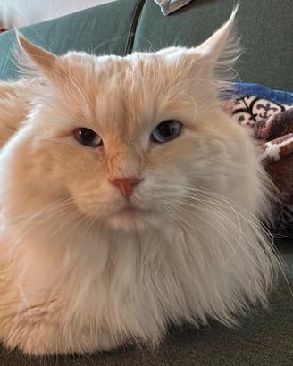 Gatto Siberiano Pedigree per Monta - Testato FIV/F