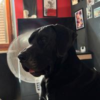 Alano Nero disponibile per Monte