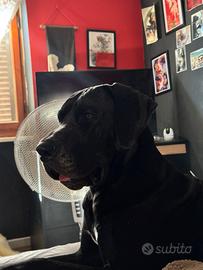 Alano Nero disponibile per Monte