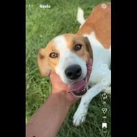 I CUCCIOLI DIMENTICATI ZACK e ZELDA tg medio conte