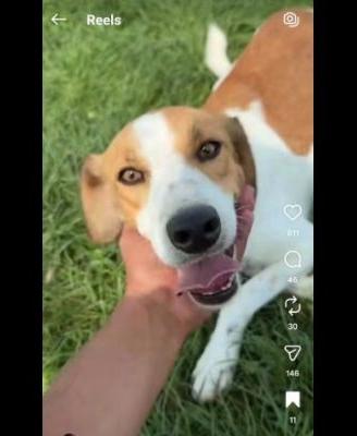 I CUCCIOLI DIMENTICATI ZACK e ZELDA tg medio conte