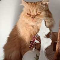 Gatto da monta persiano normotipo