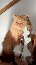 Gatto da monta persiano normotipo