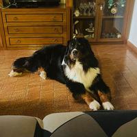Bovaro del bernese maschio per monta