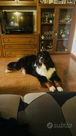 Bovaro del bernese maschio per monta