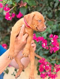 American pitbull terrier alta genealogia ADBA