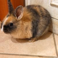 Cucciolo coniglio nano