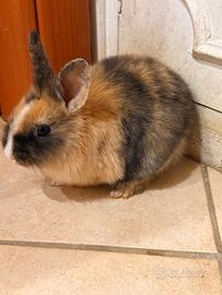 Cucciolo coniglio nano