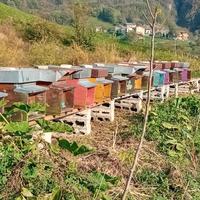 Nuclei e famiglie d'api