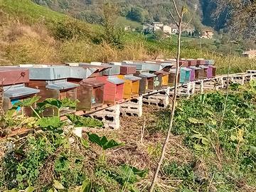 Nuclei e famiglie d'api