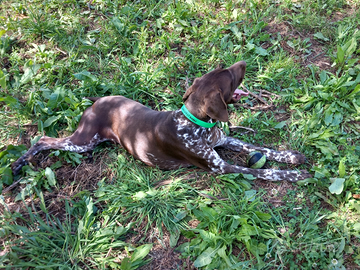 Cane specializzato beccaccis