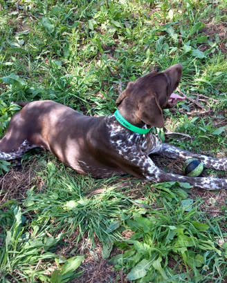 Cane specializzato beccaccis