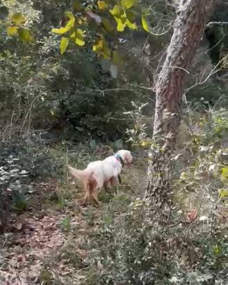 Setter giovani