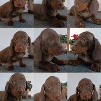 Maschietto di bassotto con Pedigree Enci