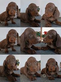 Maschietto di bassotto con Pedigree Enci