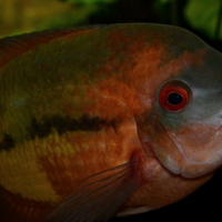 Hypselecara temporalis (coppia)