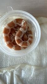 Serpente del grano