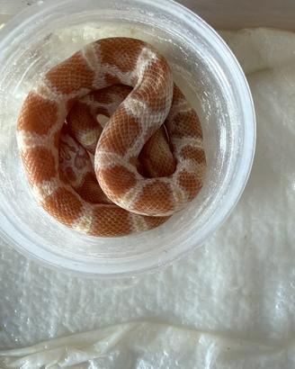 Serpente del grano