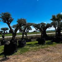 Alberi