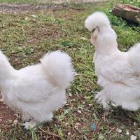 Pulcini moroseta, cocincina nana, araucana inglese