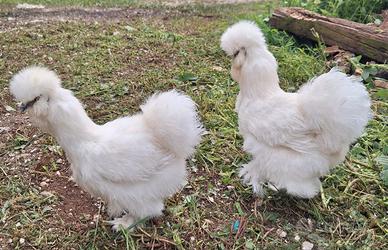 Pulcini moroseta, cocincina nana, araucana inglese