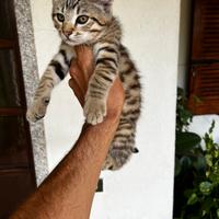 Gatto certosino incrocio bengala