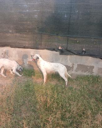 setter inglese  