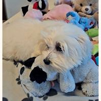 Maltese cucciolo maschietto