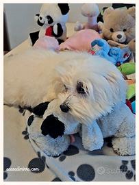 Maltese cucciolo maschietto