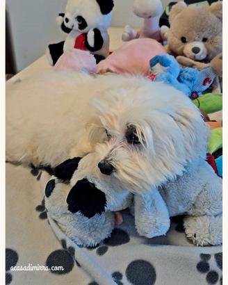 Maltese cucciolo maschietto
