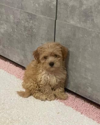 Cuccioli maltipoo