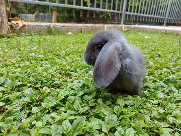 Coniglio ariete nano blu