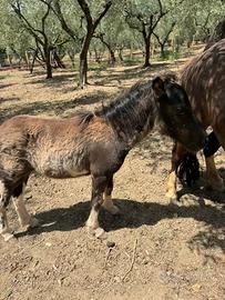Pony Shetland femmina