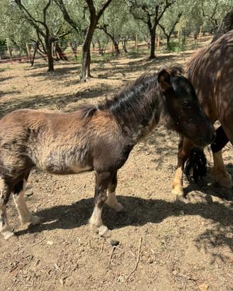 Pony Shetland femmina