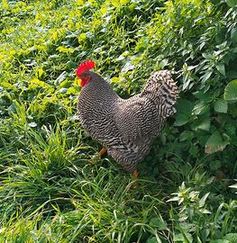 Giovane gallo Amrock