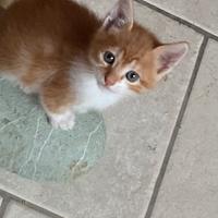Cucciolo gatto