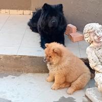 Cuccioli di chow chow