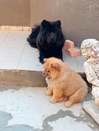 Cuccioli di chow chow