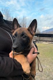 Malinois cuccioli