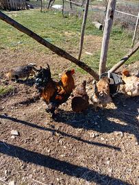Galline e pulcini wyandotte e brhama