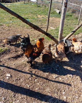 Galline e pulcini wyandotte e brhama