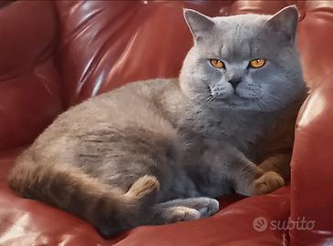 Maschio British Shorthair disponibile per Monta