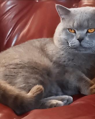 Maschio British Shorthair disponibile per Monta