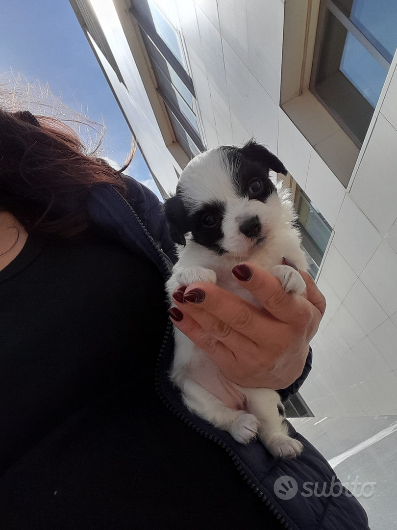 Cucciolo Maltipoo mini toy da borsetta Animali In vendita a Roma