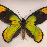 Farfalla Ornithoptera Victoriae