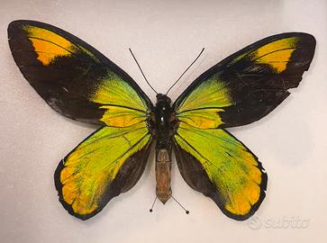 Farfalla Ornithoptera Victoriae
