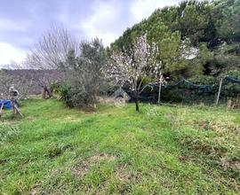 TER. AGRICOLO A LIVORNO