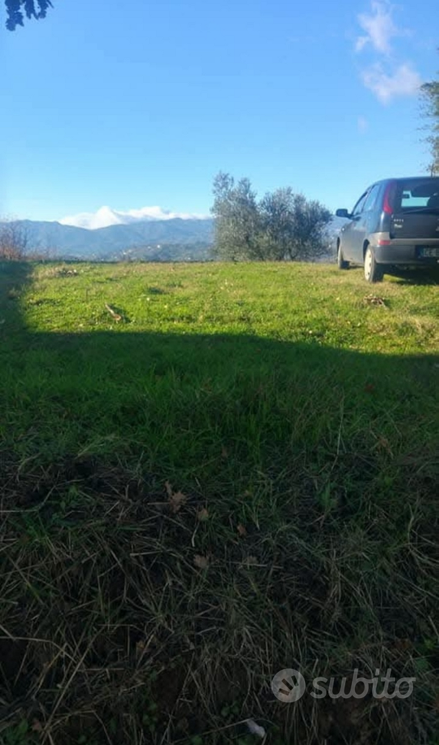 Terreno con olive - Vista 6